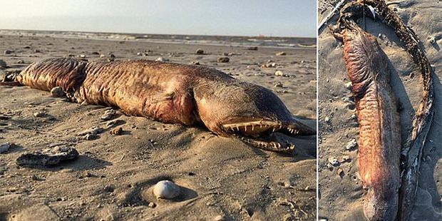 Preeti Desai of the National Audobon Society found a mysterious dead sea creature on a Texas City beach after Hurricane Harvey. Photo / Pretti Desai / Twitter
