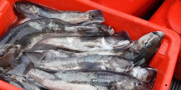 Some people are hoping for a lowered recreational take of blue cod off the Otago coast. Photo / ODT