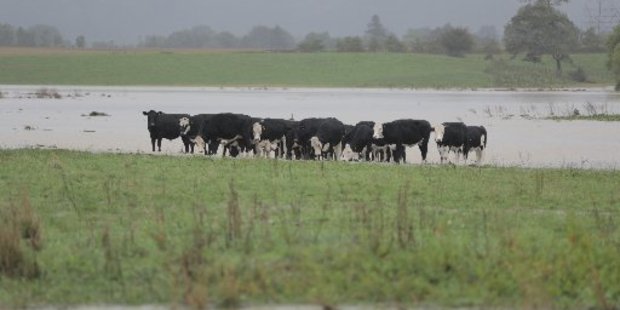 Paddocks damaged by constant wet weather will not grow as much grass as normal during summer if not repaired