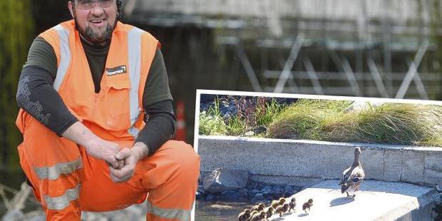 Mark Green, who found Claudia the duck at her nesting site. Inset: Claudia leads her offspring from the Water of Leith. Photos/Gerard O'Brien and Supplied