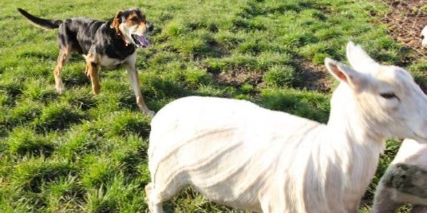 Five-year-old Klay, a typical black and tan modern huntaway, shows how it's done.