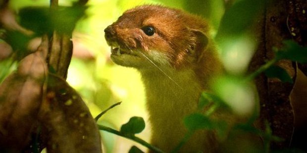 The government has a strong vested interest in the predator-free island