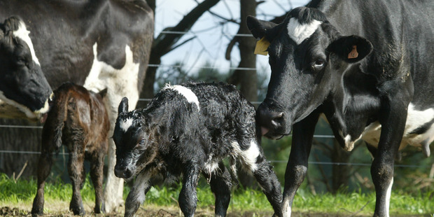 Calving is a challenging time in terms of health and safety.