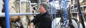 Aaron Riddick at milking time.