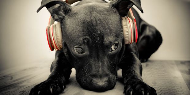 Research has clearly shown that music has an effect on a dog's behaviour. Photo / 123RF