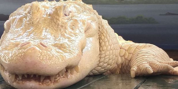 Pearl at Gatorland. Photo / Gatorland Facebook