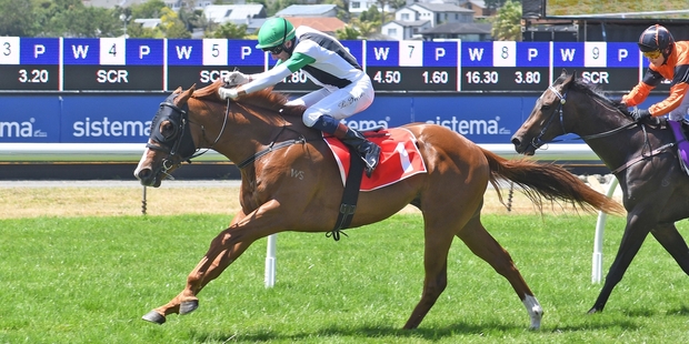 Felton Road extended his unbeaten record with a convincing win at Ellerslie this month and shares favouritism for the Karaka Million. Photo / Race Images