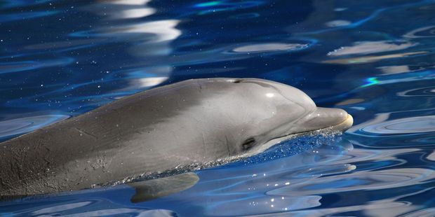 Dolphin perishes after being mobbed by selfie-hunting beachgoers