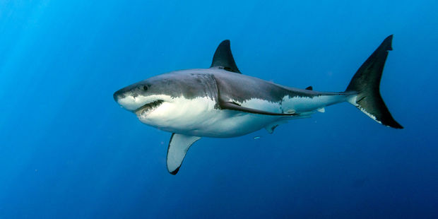 'Above 25°C the problem goes from cold to shark'. Photo / 123RF