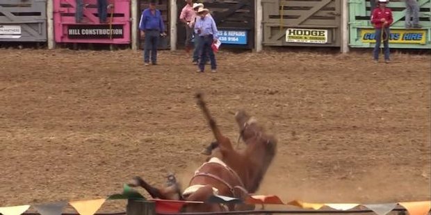 Watch Shocking new rodeo footage shows animals continue to suffer