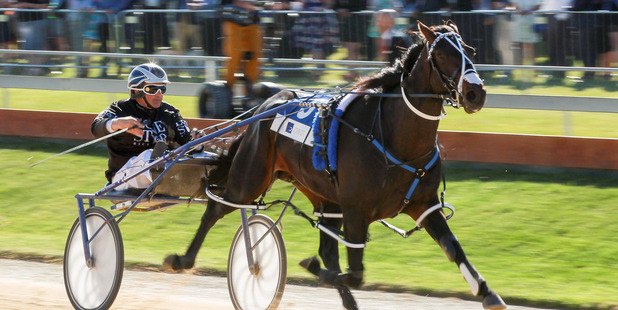 Mark Purdon driving Lazarus wins the New Zealand Trotting Cup. Photo / Getty Images