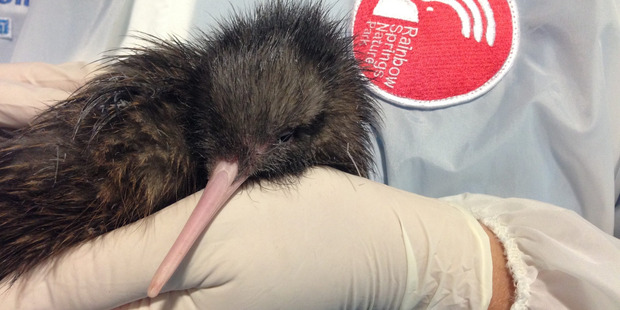 A kiwi chick hatched at Rotorua's Rainbow Springs is number 88 for the season - considered a doubly lucky number. Photo / Supplied