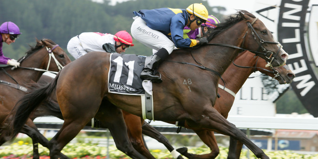 Signify cuffs Start Wondering in the last stride to win the Telegraph Stakes on Saturday. Photo / Trish Dunell
