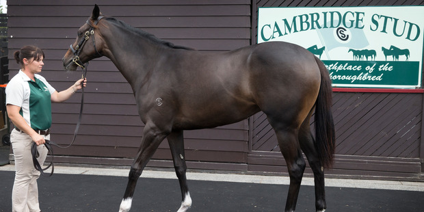 A colt is paraded for potential owners. The horse is a descendant of the legendary race horse, Frankel. Photo / Nick Reed