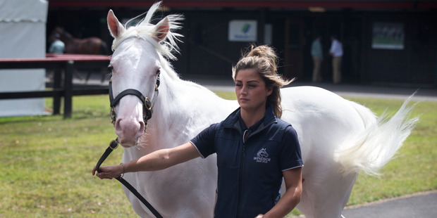 A rare white Windsor Park stud is paraded at the Karaka yearlings sales. Photo / Nick Reed.