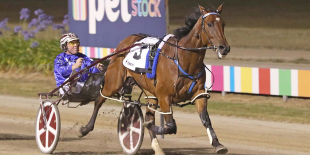 It was a stroll in the park for Smolda, who easily won the Ballarat Cup on Saturday night. Photo / Stuart McCormick