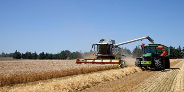 A glimpse into the working life of Thomas Matthews harvesting barley in February. PHOTO/ SAMANTHA MATTHEWS 
