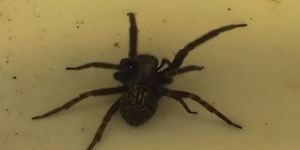 A female funnel-web spider. Photo / YouTube
