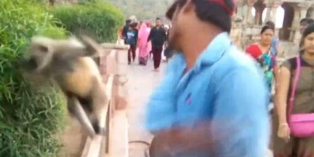 The man the animal hard in the face before running away as his friends laughed at him. Photo / Youtube