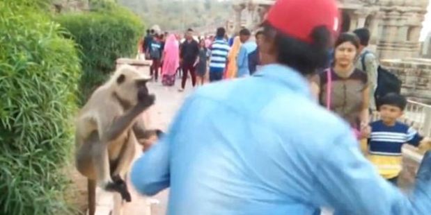 The thug hit the monkey while it sat in Mandore Gardens in Jodphur, India. Photo / Youtube