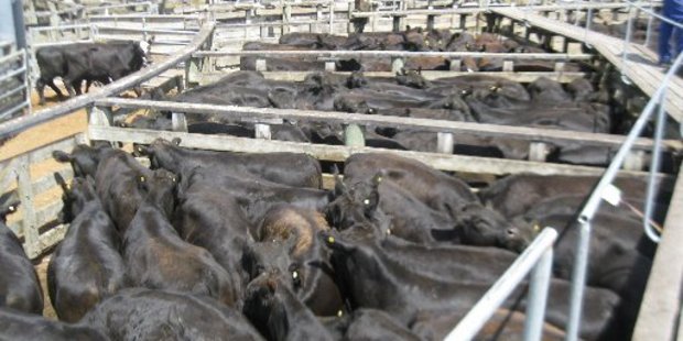 The lack of numbers is keeping the store cattle market upbeat, while the sheep market goes through seasonal slowdown period.