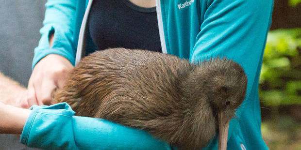 Piper Mortimer with Piper the kiwi.