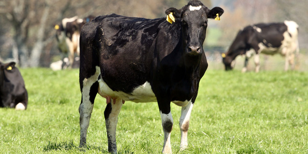 Four thousand cattle on five properties infected with the cattle disease Mycoplasma bovis are to be culled. Photo / Ben Fraser