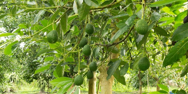 Pastoral farmers are selling up to avocado orchard developers keen to capitalise on Northland's idyllic growing conditions. Photo / Supplied