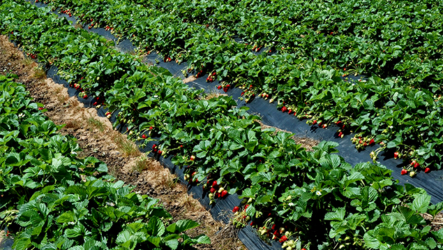 Strawberry growers on the edge of Cambridge are on the move as growth in that town spreads into their land areas. Photo / Supplied