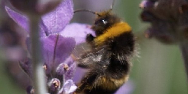 The bumble bee's furrier body picks up more pollen than the honey bee.