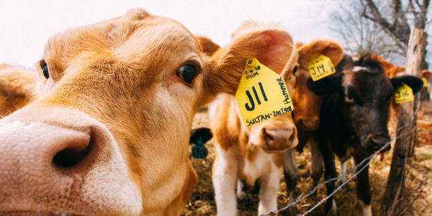 Dry weather has brought good cattle to the market.
