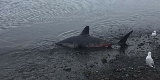 A Porbeagle shark has washed up on the shore in Petone, Wellington. Photo / Stacey Gatfield-Tupou.