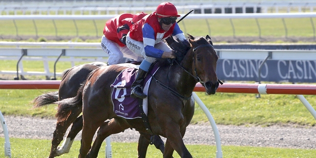 Starvoia ranks a leading chance in the Dunedin Guineas today. Photo / Race Images