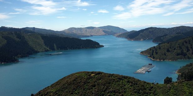 Te Pangu and Clay Point at the New Zealand King Salmon Farm, Marlborough. Photo / Supplied