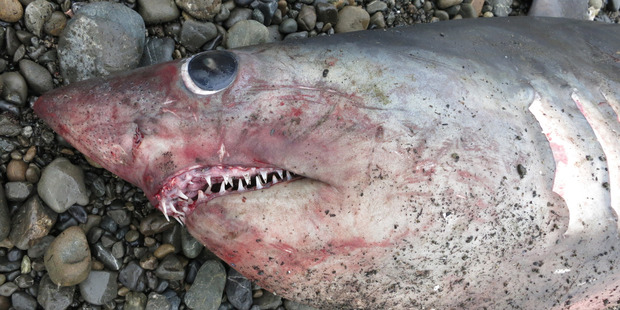 The shark has been called a 'safer version' of a great white shark. Photo / Brit Finucci