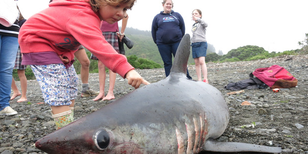 A porbeagle shark washed up on Petone beach today. Photo / Brit Finucci