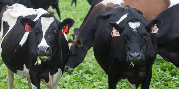 A ship carrying 4500 dairy cows has begun its journey to China after being cleared by authorities.