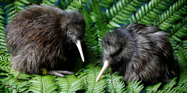 Charity Kiwis for Kiwi hopes there will be an extra 850 birds in the western region by 2021, taking the total to 8350 birds. Photo/FILE