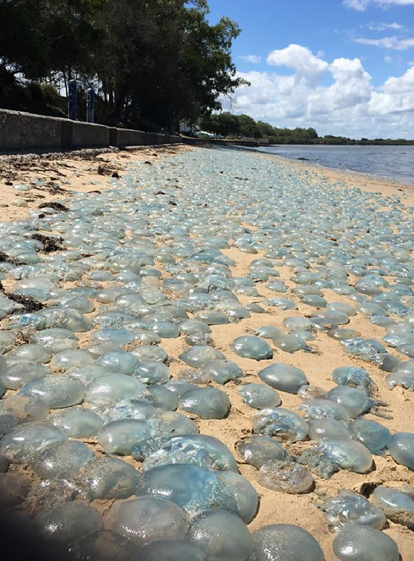 This was the scene at Deception Bay beach on January 30. Photo / Charlotte Lawson Facebook