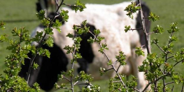 The dairy industry is looking at ways of mitigating dairy cows' greenhouse gas production. Photo / Southern Rural Life files
