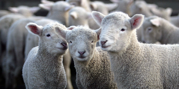 File Photo / Hawke's Bay Today