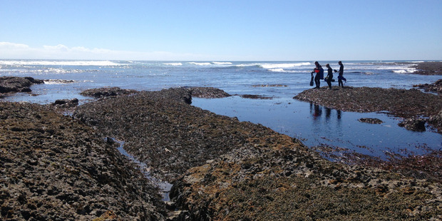 UNDER PRESSURE: Tauroa's popularity with paua harvesters has reached the point where the species is under real threat. PICTURE / DANIELLE COLLINGS