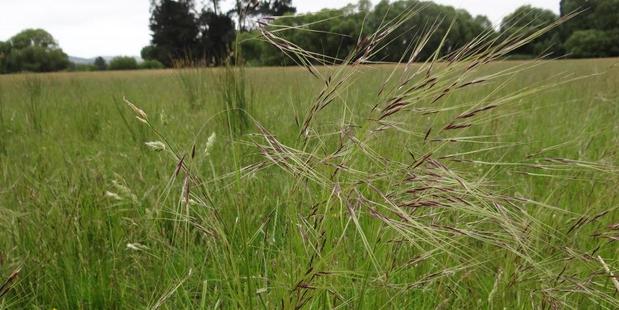 This Chilean Needle Grass. Photo / Supplied