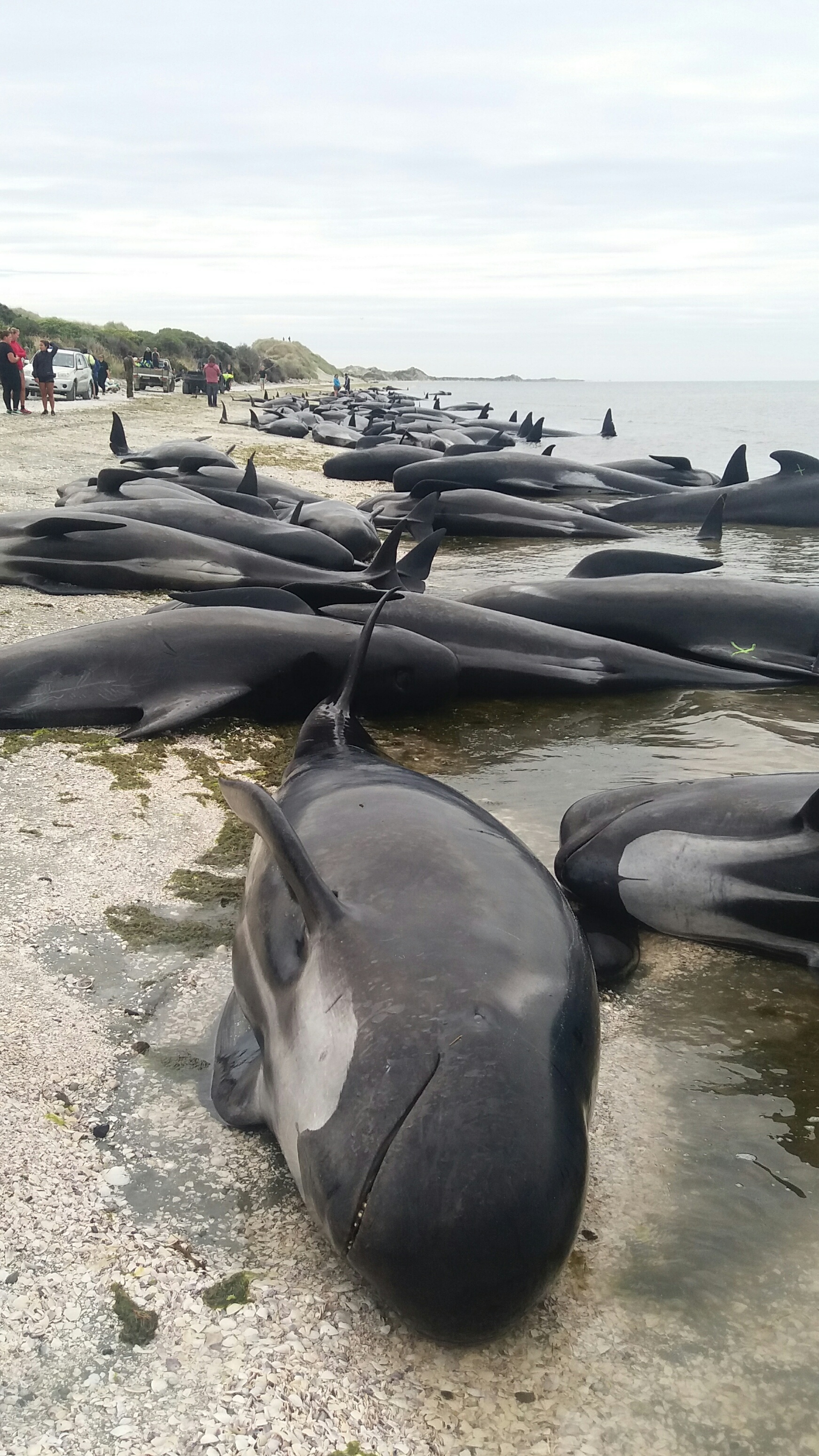 Around 300 pilot whales died after becoming stranded on Farewell Spit. Photo / Tim Cuff