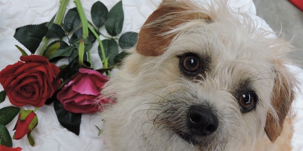 Fred, a two year old Cairn Terrier-cross, is up for adoption from the Auckland Council's Manukau shelter. Photo / Auckland Council