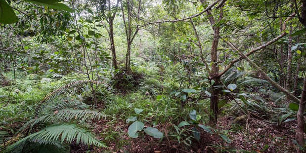 An incredible image of twelve members of the Household Cavalry hiding in the jungle has had internet users the world over scratching their heads. Photo / Facebook