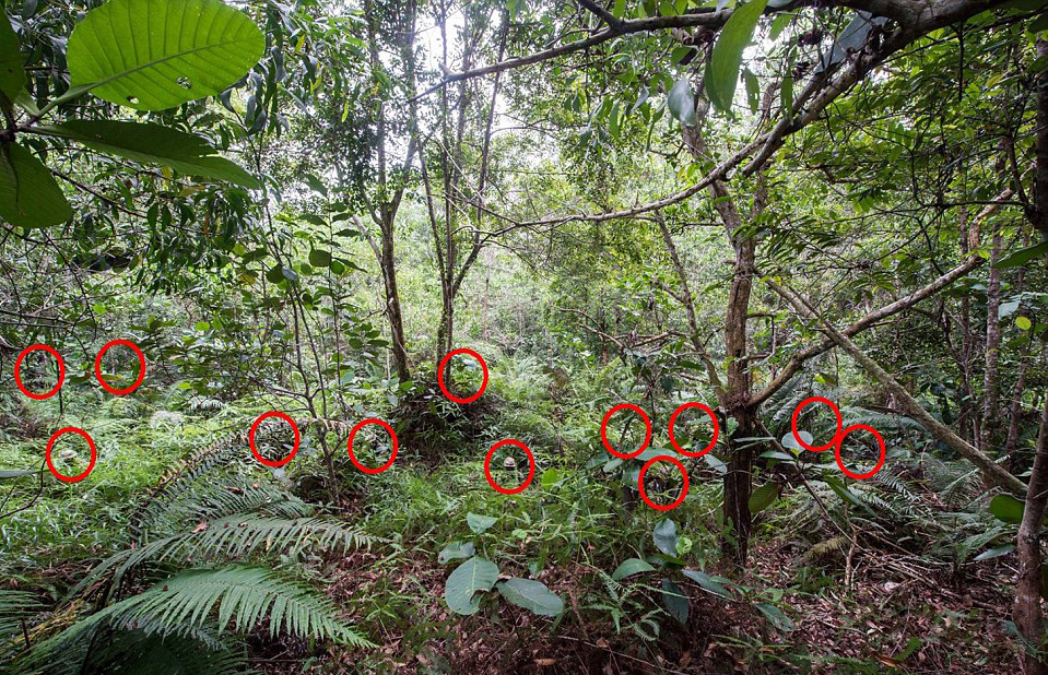 The photograph shows a dozen soldiers from one of the British Army's most elite units camouflaged in the foliage of a forest in Brunei. Photo / Facebook