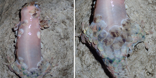 The Geckolepis megalepis sheds its huge scales and scampering away in its birthday suit. Photo / Dr Frank Glaw