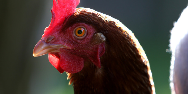 Raw chicken has been affected by changes in poultry farming practices. Photo / File