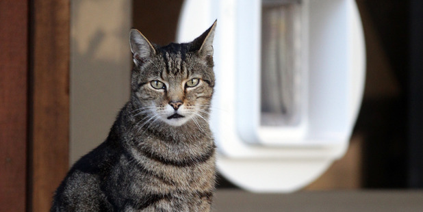 Devonport Library cat, Benjamin, has died. Photo / Doug Sherring